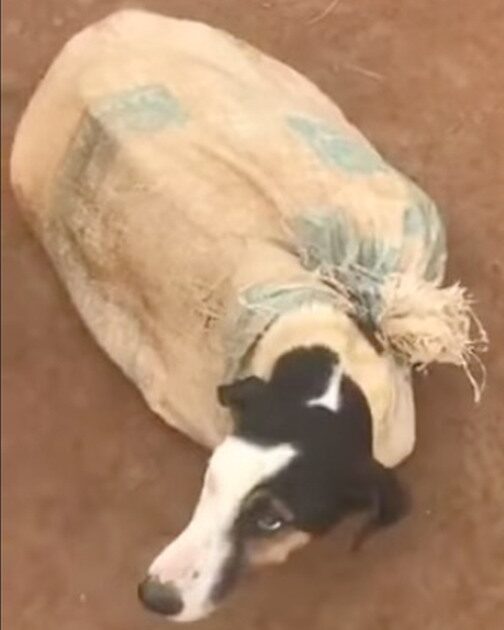 A Heartwarming Rescue of an Abandoned Canine Family
