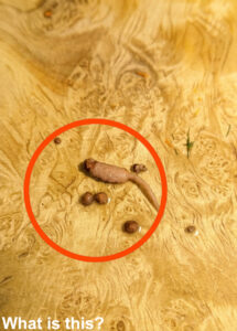 Mystery Object Found in Ground Beef
