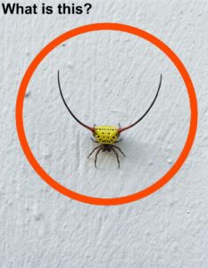 The Unexplained Mark on the Wall