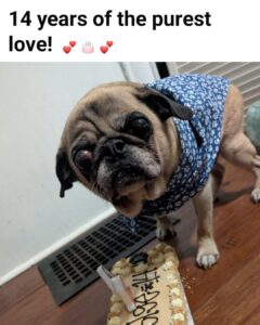 My name is Rocky, and today I celebrate my 14th birthday… Fourteen years of love, loyalty,