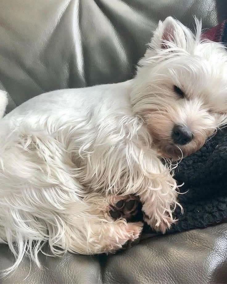 My baby Lina die today😭I hope she get some love if you're a dog lover