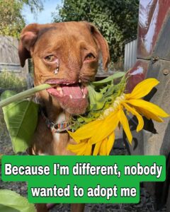 My name is Nova. I was born with a deformed face, without a nose. From the start, I knew I