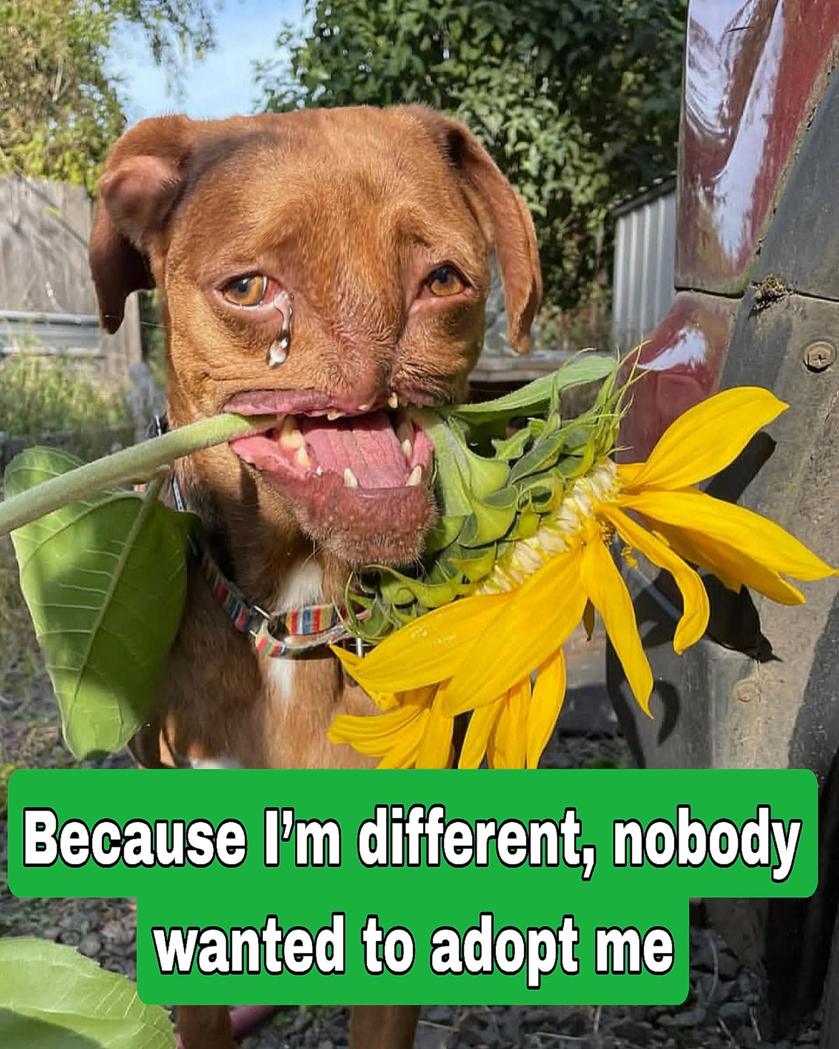 My name is Nova. I was born with a deformed face, without a nose. From the start, I knew I