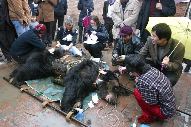 Bear Caesar is finally free after having spent years locked in a torture vest