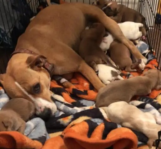 A Mother and Her Newborn Puppies Were Found Alone in a Church Parking Lot — What Followed United an Entire Community