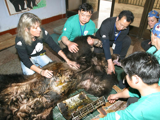 Bear Caesar is finally free after having spent years locked in a torture vest
