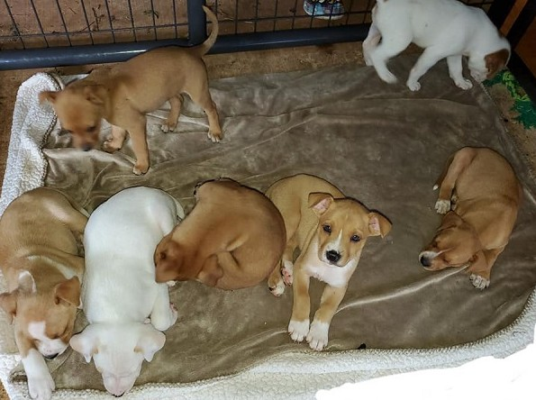 A Mother and Her Newborn Puppies Were Found Alone in a Church Parking Lot — What Followed United an Entire Community