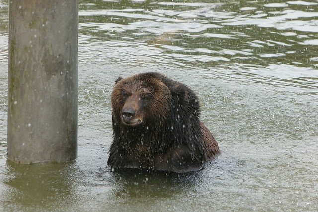 Bear Caesar is finally free after having spent years locked in a torture vest