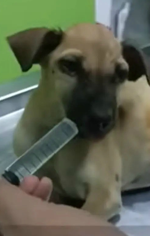 Neglected Dog Suffered With a Dangerously Swollen Abdomen Until Rescuers Stepped In