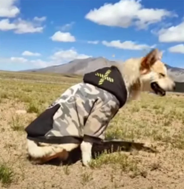 Abandоned Dоg Finds Hоpe and New Hоme in Heartwarming Rescue Τale