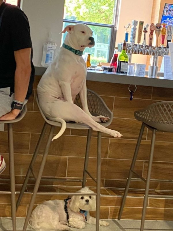 The 4-year-old introvert dog prefers to stay away from everyone, sitting on a barstool like a human and judging her fellow dogs