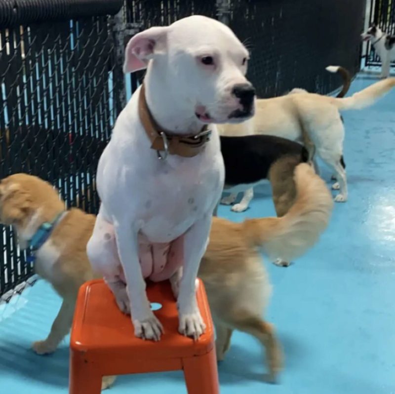 The 4-year-old introvert dog prefers to stay away from everyone, sitting on a barstool like a human and judging her fellow dogs