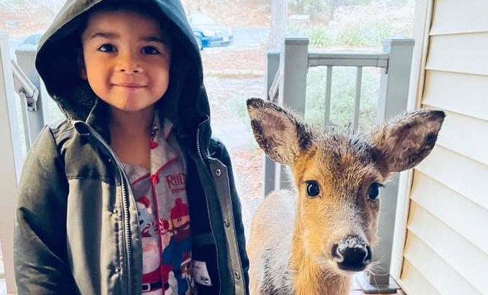 During a family vacation, a 4-year-old boy goes out to play and later brings home a baby deer he made friends with in the forest