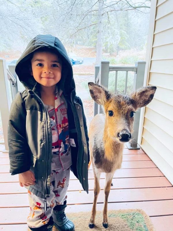 During a family vacation, a 4-year-old boy goes out to play and later brings home a baby deer he made friends with in the forest