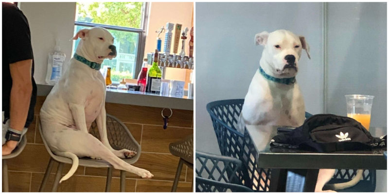 The 4-year-old introvert dog prefers to stay away from everyone, sitting on a barstool like a human and judging her fellow dogs