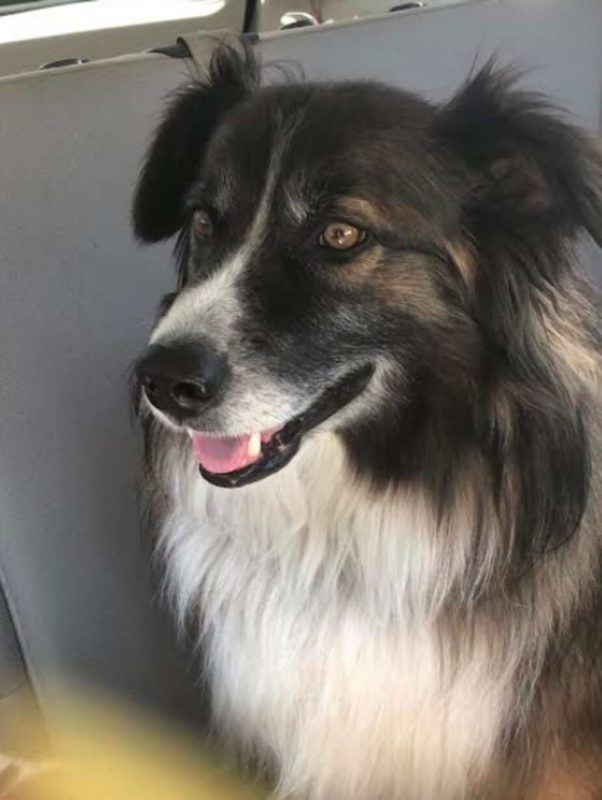 The dog wakes up the owner in the middle of the night a moment before the meteorite falls on her bed