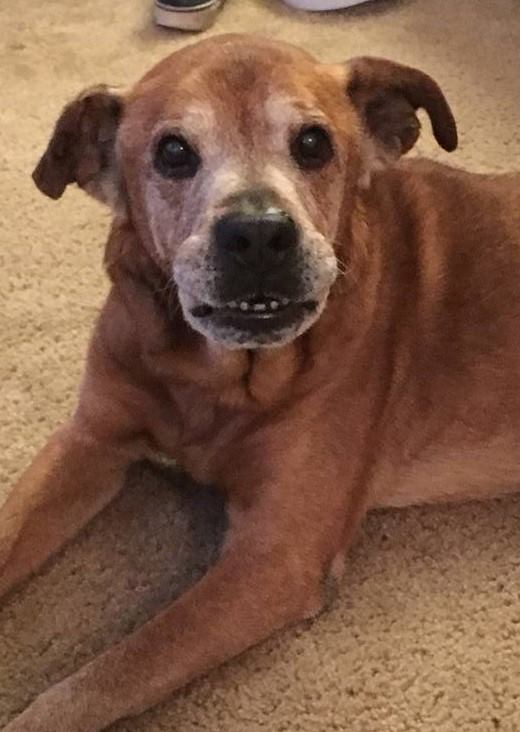 Couple adopted abandoned 17-year-old dog from animal shelter and they had a beautiful year together