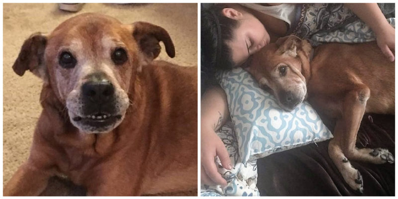 Couple adopted abandoned 17-year-old dog from animal shelter and they had a beautiful year together