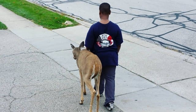 A kind-hearted 10-year-old boy walks a blind deer every day before school to help her find food