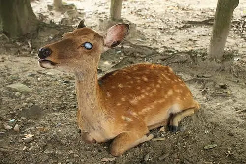 A kind-hearted 10-year-old boy walks a blind deer every day before school to help her find food