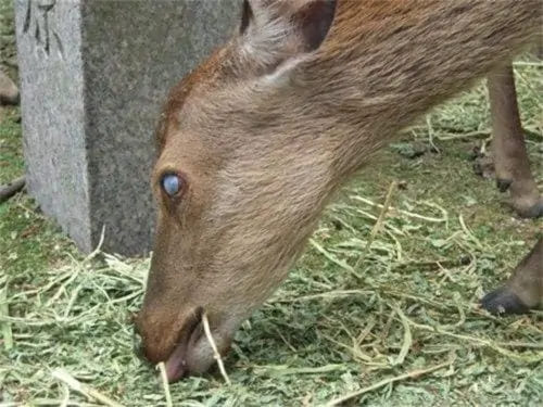 A kind-hearted 10-year-old boy walks a blind deer every day before school to help her find food