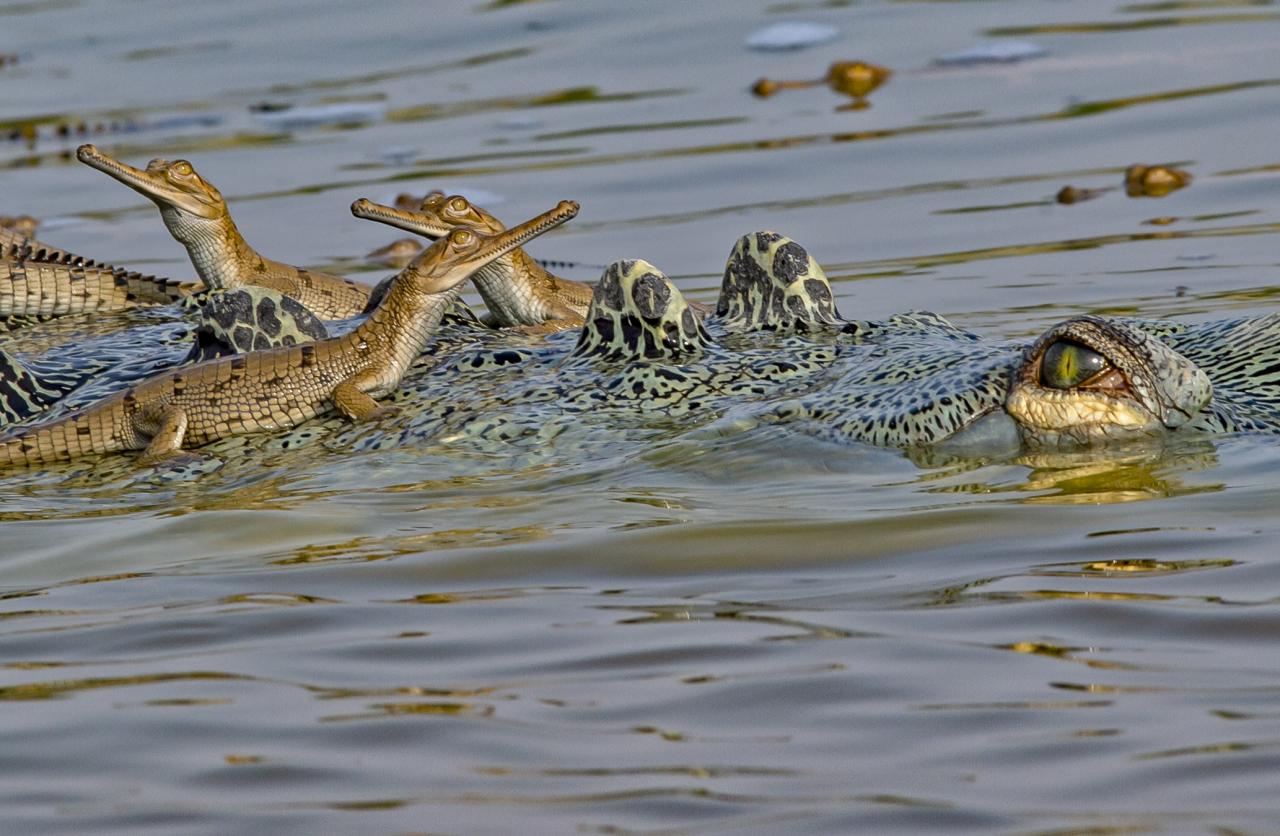 Over 100 Babies Are Carried on the Back of the Crocodile Dad To Keep Them SafeWildlife photographer Dhritiman Mukherjee went to India’s National Chambal Gharial Wildlife Sanctuary in the hopes of capturing some beautiful pictures of this endangered crocodile species, but he came away with more than he had anticipated.  The highly endangered gharial crocodile was the reason the award-winning photographer, who has over 25 years of experience in the field, came to this location. These extinct reptiles have unusually long long noses that are perfectly equipped to aid in fish capture.  Croc Creche: Why Crocodilian Males Make Great Babysitters | RoundGlass Sustain  The IUCN Red List estimates that fewer than 650 of these enormous animals, which may grow to be 19 feet long on average, are still alive today. Sadly, they formerly frequented almost all of South Asia’s major rivers. But for Mukherjee, it was a dream come true because he was able to photograph a big gharial male tending to his more than one hundred young.  Crocodile Dad Carries Around Hundreds Of Babies To Keep Them Safe - The Dodo  This was a huge mature male, 16 to 17 feet tall, who had mated with 7-8 females and was well-known to park officials. “Typically, one male mates with eight to nine females, and the male alone guards the babies of all the females he mates with,” the photographer said. On his back, you can see children on his back that are from different females.  🔥 Crocodile transporting her babies : r/NatureIsFuckingLit  The gharials protect their young by carrying them on their backs, in contrast to other crocodile subspecies that used to do so. The gharial is fiercely protective of its young despite being remarkably shy for such a huge animal.