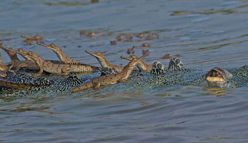 Over 100 Babies Are Carried on the Back of the Crocodile Dad To Keep Them SafeWildlife photographer Dhritiman Mukherjee went to India’s National Chambal Gharial Wildlife Sanctuary in the hopes of capturing some beautiful pictures of this endangered crocodile species, but he came away with more than he had anticipated.  The highly endangered gharial crocodile was the reason the award-winning photographer, who has over 25 years of experience in the field, came to this location. These extinct reptiles have unusually long long noses that are perfectly equipped to aid in fish capture.  Croc Creche: Why Crocodilian Males Make Great Babysitters | RoundGlass Sustain  The IUCN Red List estimates that fewer than 650 of these enormous animals, which may grow to be 19 feet long on average, are still alive today. Sadly, they formerly frequented almost all of South Asia’s major rivers. But for Mukherjee, it was a dream come true because he was able to photograph a big gharial male tending to his more than one hundred young.  Crocodile Dad Carries Around Hundreds Of Babies To Keep Them Safe - The Dodo  This was a huge mature male, 16 to 17 feet tall, who had mated with 7-8 females and was well-known to park officials. “Typically, one male mates with eight to nine females, and the male alone guards the babies of all the females he mates with,” the photographer said. On his back, you can see children on his back that are from different females.  🔥 Crocodile transporting her babies : r/NatureIsFuckingLit  The gharials protect their young by carrying them on their backs, in contrast to other crocodile subspecies that used to do so. The gharial is fiercely protective of its young despite being remarkably shy for such a huge animal.