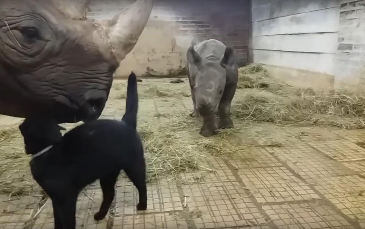 The rhino and cat’s unique friendship becomes well known after being captured on camera and shared on social media