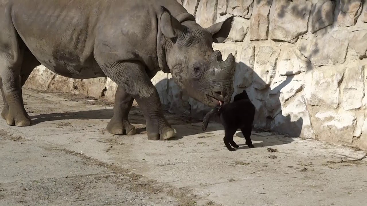 The rhino and cat’s unique friendship becomes well known after being captured on camera and shared on social media