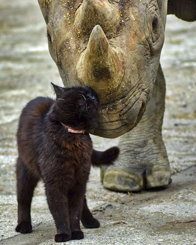 The rhino and cat’s unique friendship becomes well known after being captured on camera and shared on social media