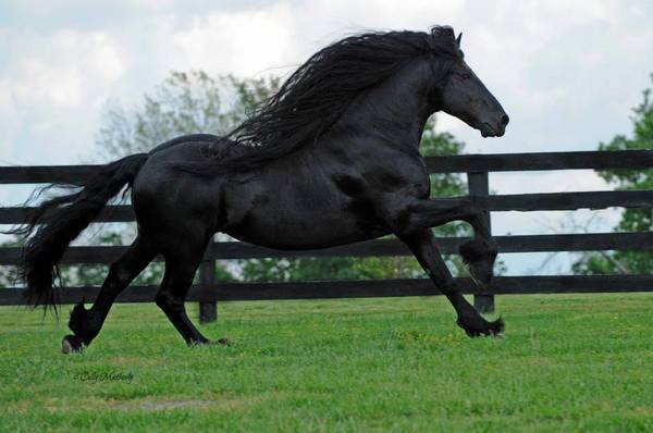 Frederik The Great Is Considered The World’s Most Beautiful Horse And It’s Not Hard To See Why.