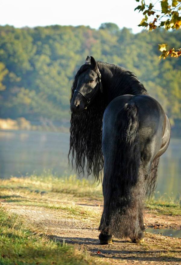 Frederik The Great Is Considered The World’s Most Beautiful Horse And It’s Not Hard To See Why.