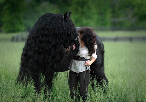 Frederik The Great Is Considered The World’s Most Beautiful Horse And It’s Not Hard To See Why.