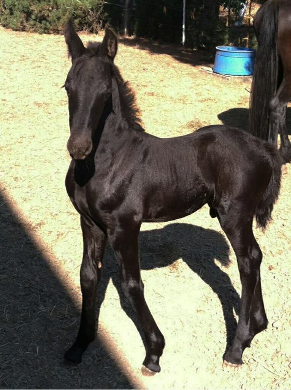 Frederik The Great Is Considered The World’s Most Beautiful Horse And It’s Not Hard To See Why.