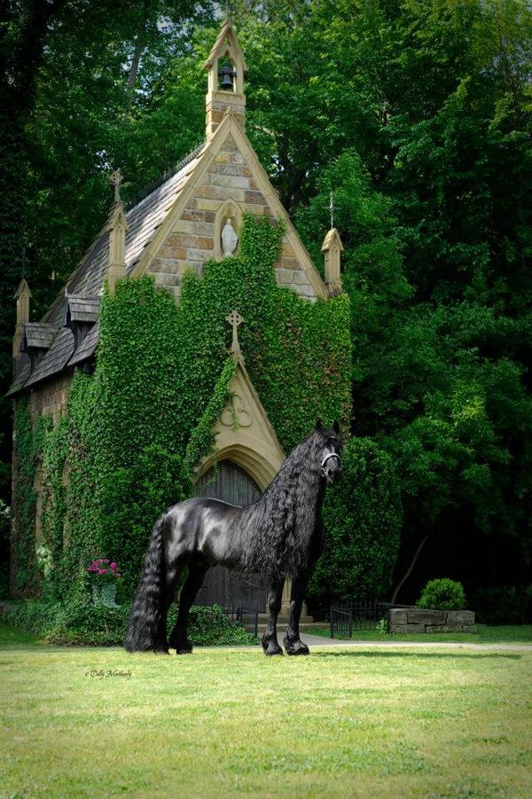 Frederik The Great Is Considered The World’s Most Beautiful Horse And It’s Not Hard To See Why.