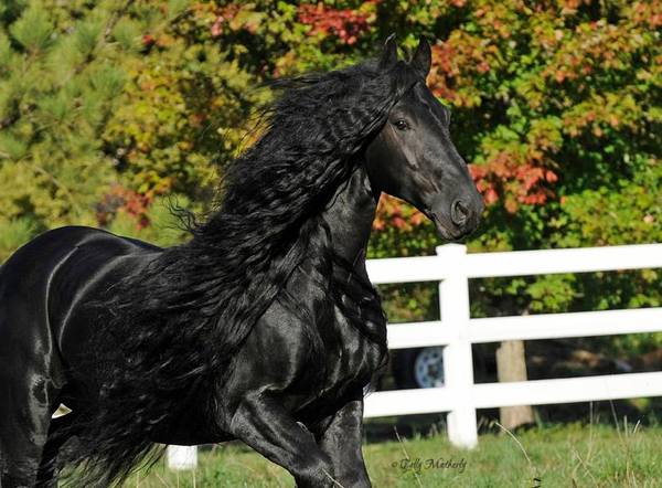 Frederik The Great Is Considered The World’s Most Beautiful Horse And It’s Not Hard To See Why.