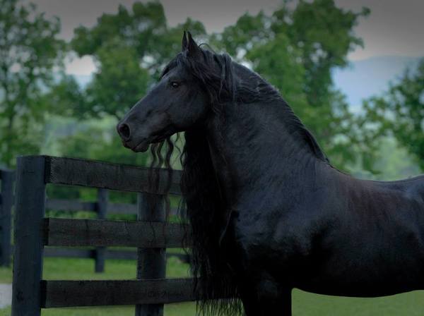 Frederik The Great Is Considered The World’s Most Beautiful Horse And It’s Not Hard To See Why.