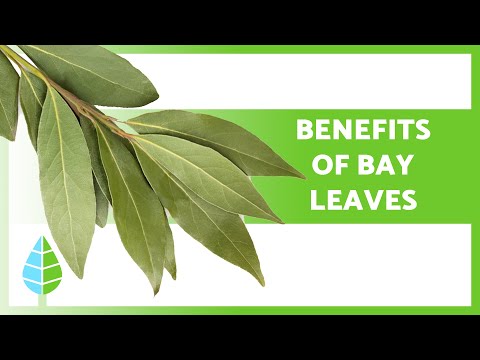 Amazing benefits of burning bay leaves