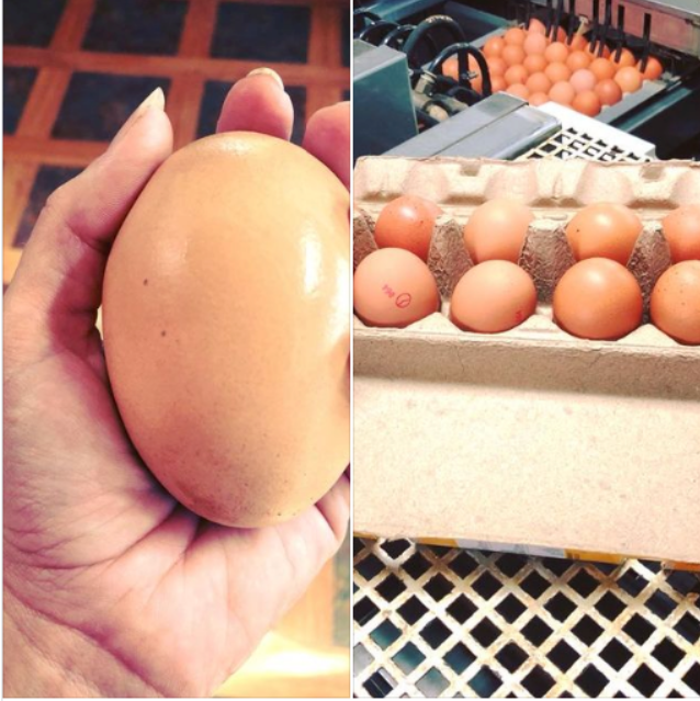 A farmer discovers a massive egg, but what lies inside is even more mysterious.