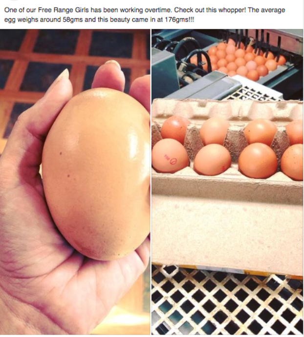 A farmer discovers a massive egg, but what lies inside is even more mysterious.