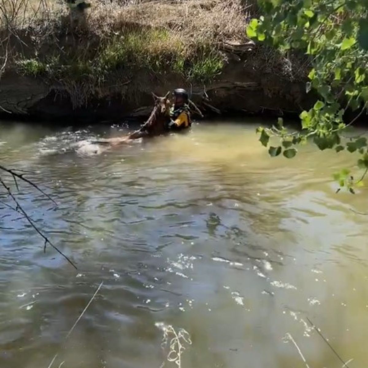 Heroic Colorado Firefighters Save Blind Horse From Drowning In Deep Water Canal Heroic Colorado Firefighters Save Blind Horse From Drowning In Deep Water Canal