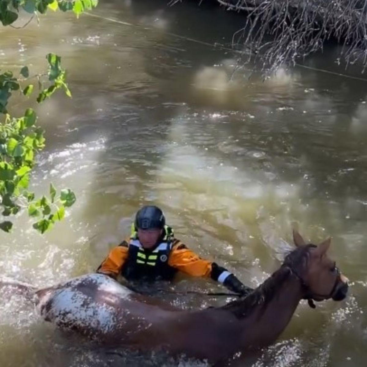 Heroic Colorado Firefighters Save Blind Horse From Drowning In Deep Water Canal Heroic Colorado Firefighters Save Blind Horse From Drowning In Deep Water Canal