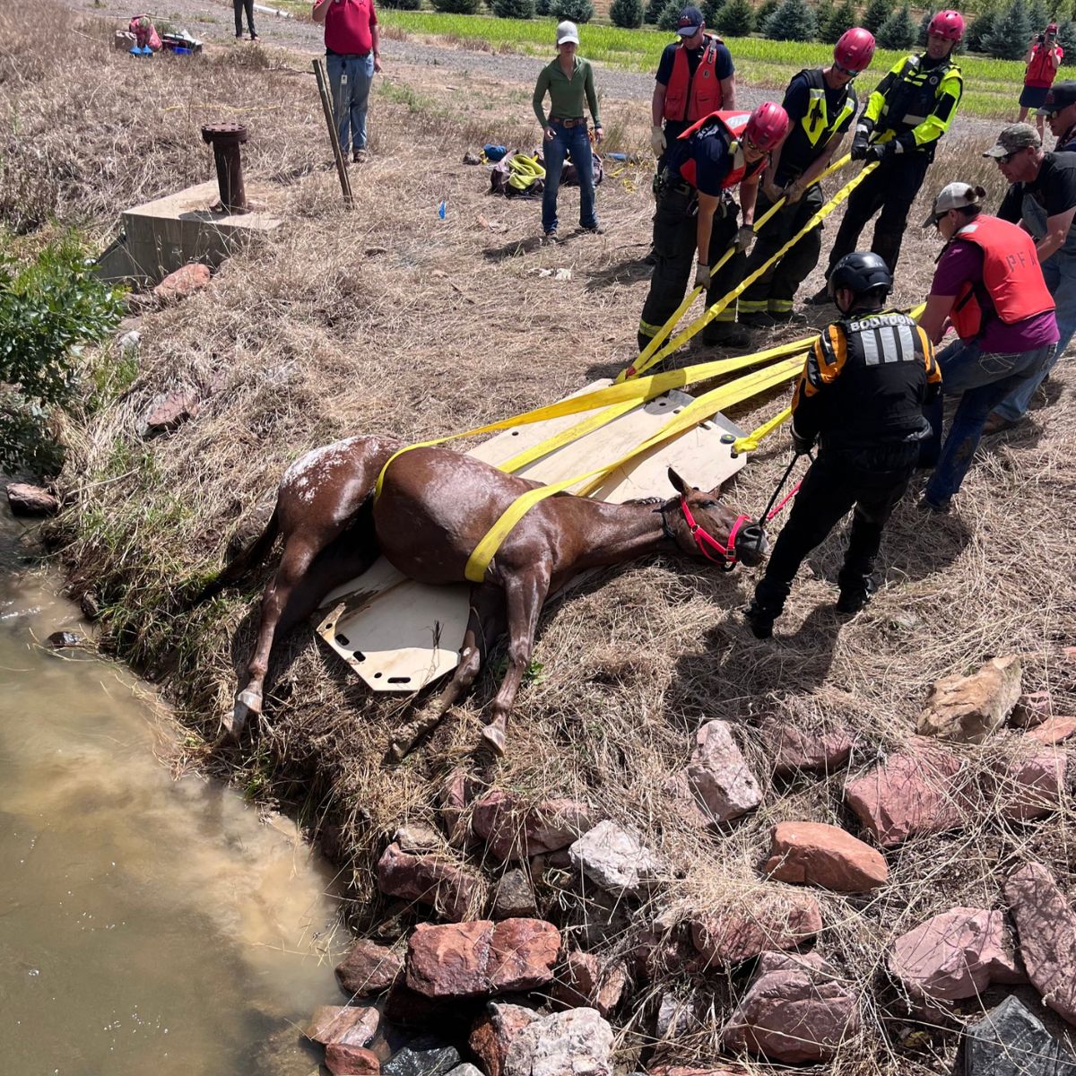 Heroic Colorado Firefighters Save Blind Horse From Drowning In Deep Water Canal Heroic Colorado Firefighters Save Blind Horse From Drowning In Deep Water Canal