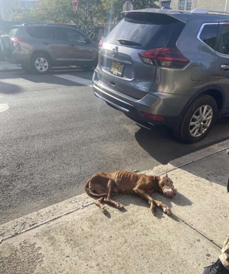 People Spot Dog Collapsed On Sidewalk And Realize She's Still Alive People Spot Dog Collapsed On Sidewalk And Realize She's Still Alive