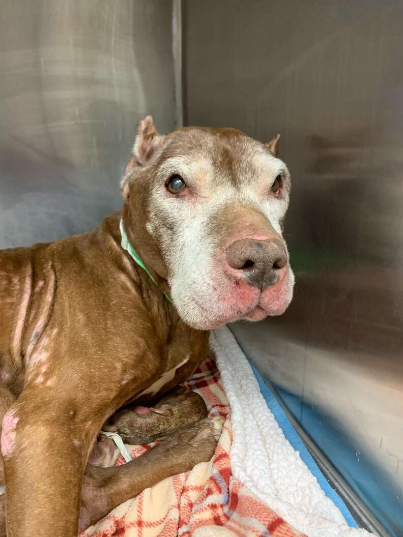 People Spot Dog Collapsed On Sidewalk And Realize She's Still Alive People Spot Dog Collapsed On Sidewalk And Realize She's Still Alive