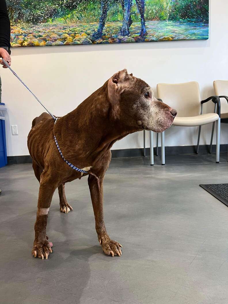 People Spot Dog Collapsed On Sidewalk And Realize She's Still Alive People Spot Dog Collapsed On Sidewalk And Realize She's Still Alive