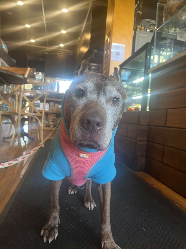 People Spot Dog Collapsed On Sidewalk And Realize She's Still Alive People Spot Dog Collapsed On Sidewalk And Realize She's Still Alive