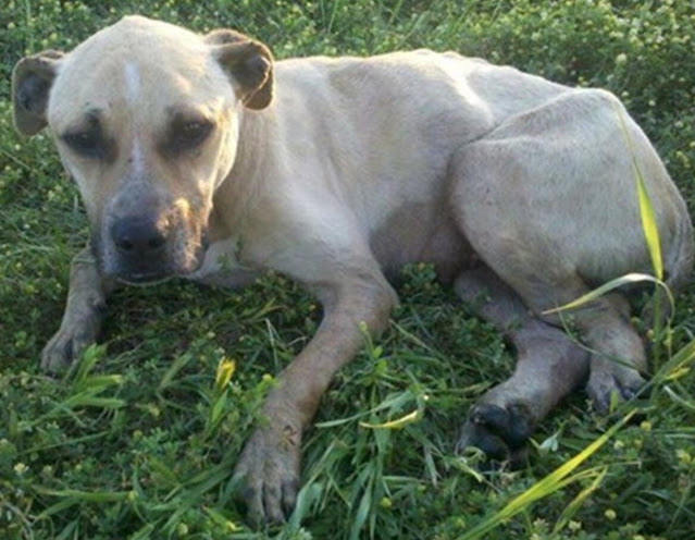 A Dog Chained His Entire Life Is Finally Set Free, Ready to Experience a Life of Freedom and Love