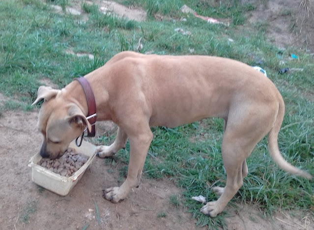 A Dog Chained His Entire Life Is Finally Set Free, Ready to Experience a Life of Freedom and Love
