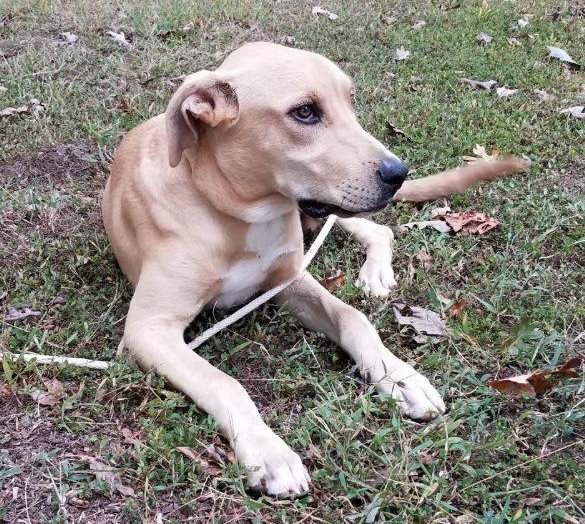 A Dog Chained His Entire Life Is Finally Set Free, Ready to Experience a Life of Freedom and Love